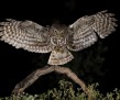 thumb_1200_1200_2nd_place_Mario_Cea_Digiscoping_Little_Owl[27]